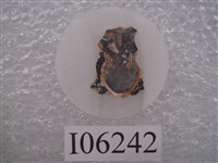 藏品(櫛龍牙齒切片)的圖片